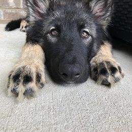 Native American Indian Dog Puppies from Seven Sisters Canids
