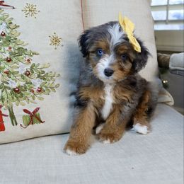 Lemon meringue - female Australian Mountain Doodle puppy in Murray, Utah from Sun Valley Doodles