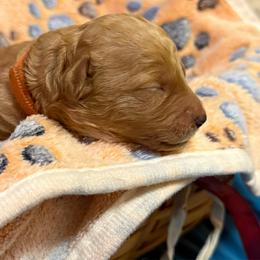 Orange collar - Apricot male Goldendoodle puppy in Indianapolis, Indiana from ZuGolden Retrievers & Doodles