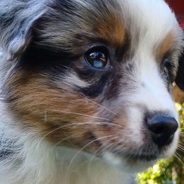 Australian Shepherds, Miniature American Shepherds, Miniature Australian Shepherds, and Toy Australian Shepherds from Double Moon