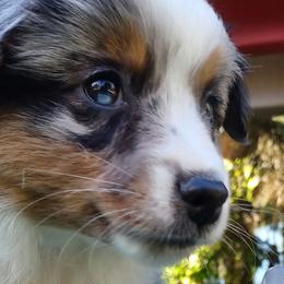 Australian Shepherds, Miniature American Shepherds, Miniature Australian Shepherds, and Toy Australian Shepherds from Double Moon