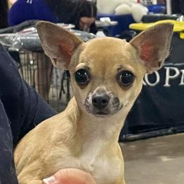 VILOET - Chihuahua