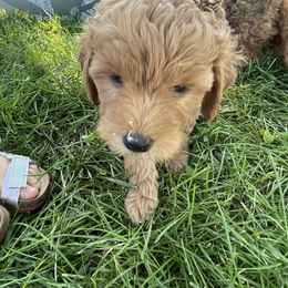 Goldendoodle Puppies from Virgin River Kennel