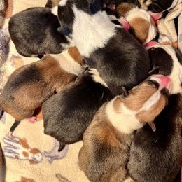 Cardigan Welsh Corgi and Pembroke Welsh Corgi Puppies from Dinger’s Dogs