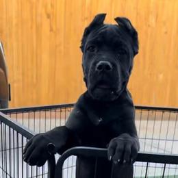 Male 1 - Black male Cane Corso puppy in California from Donato Kennels