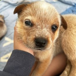 Cayanne - Red speckled female Australian Cattle Dog puppy in Christmas, Florida from OverTime Cattle Dogs