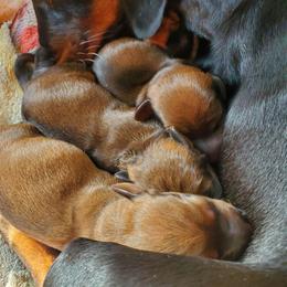 Chip - Red male Dachshund puppy in Tucson, Arizona from Luna May's daschunds