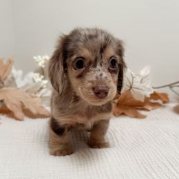 Reese - Dapple female Dachshund puppy in San Diego, California from Enchantables
