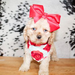 Girl 2 - Buff female Cocker Spaniel puppy in Rattan, Oklahoma from Double M Cocker Spaniels