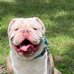 Cue - Olde English Bulldogge