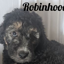 Boy 4 - Labradoodle puppy in Buckingham, Illinois from Naturally Special Doodles