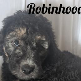 Boy 4 - Labradoodle puppy in Buckingham, Illinois from Naturally Special Doodles