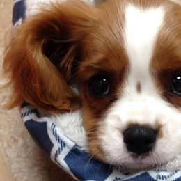 Cavalier King Charles Spaniels and Cavapoos from 3W Ranch