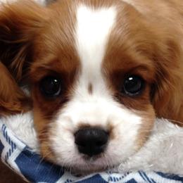 Cavalier King Charles Spaniels and Cavapoos from 3W Ranch