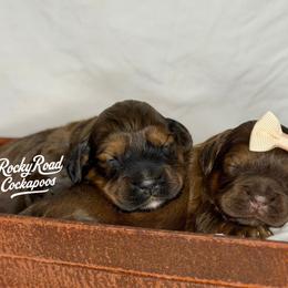 Clank - Sable male Cockapoo puppy in Nashville, Arkansas from Rocky Road Puppies