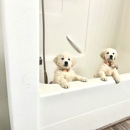 Golden Retriever Puppies from Rockinbfarms