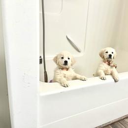 Golden Retriever Puppies from Rockinbfarms