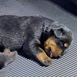 German Shepherd, Pembroke Welsh Corgi, and Rottweiler Puppies from Blitzenhaus Working Dogs