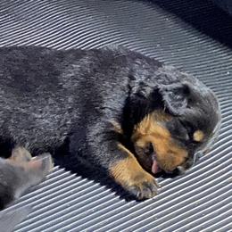 German Shepherd, Pembroke Welsh Corgi, and Rottweiler Puppies from Blitzenhaus Working Dogs