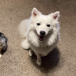 Companion Crosses from Voya’s Mini Aussies and Eskimos