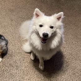 Companion Crosses from Voya’s Mini Aussies and Eskimos