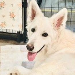 Jazzy - German Shepherd