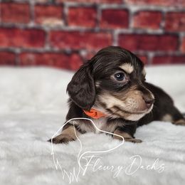OS1-2 - Chocolate and cream female Dachshund puppy in Martin City, Montana from FleuryDachs