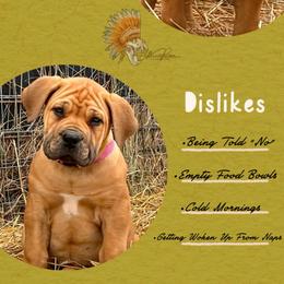 3rd Pick Female - Red female Boerboel puppy in Pennsylvania from Cold River Boerboels