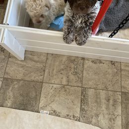 Lagotto Romagnolo and Yorkshire Terrier Puppies from Sherlyn Kennels