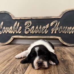 Girl 3 - Black and white female Basset Hound puppy in Liberty, Kentucky from Lovable Basset Hounds
