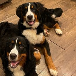 Bernese Mountain Dogs from Patriot’s Bernese Mtn Dogs