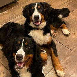 Bernese Mountain Dogs from Patriot’s Bernese Mtn Dogs