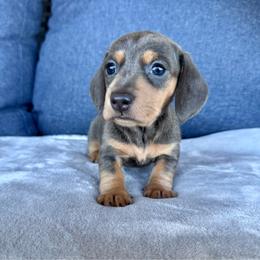 Blue Cream Female - Blue and cream female Dachshund puppy in North Auburn, California from Northern Doxie