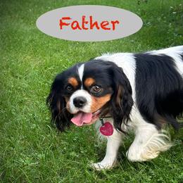 Trico - Cavalier King Charles Spaniel
