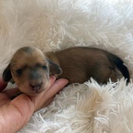 Maya - Cream female Dachshund puppy in Goodyear, Arizona from D&C Royal Dachshunds LLC