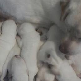 Labrador Retriever puppies from Tru-Heart Labradors, LLC