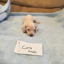 Girl 2 - Cream Dachshund puppy in Thousand Oaks, California from Forever home dachshunds