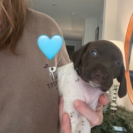 Reba - Teal Collar - White and liver female German Shorthaired Pointer puppy in Conroe, Texas from Tipsy Rabbit GSP TopDog Kennel