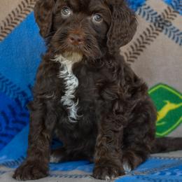 Male 2 - Red Collar - Chocolate male Goldendoodle puppy in Macedon, New York from Toodles Goldendoodles