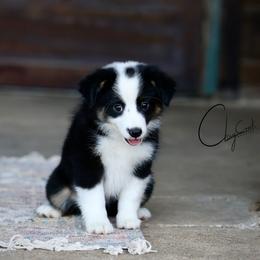 Disco - Black tri female Miniature Australian Shepherd puppy in Prague, Oklahoma from Clay Creek Aussies
