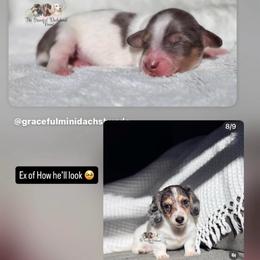 Dapple Piebald Boy - Piebald male Dachshund puppy in Merced, California from The Graceful Dachshund Kennel