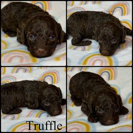 Truffle - Brown female Poodle puppy in Wheatland, California from Sapphire Ridge Poodles
