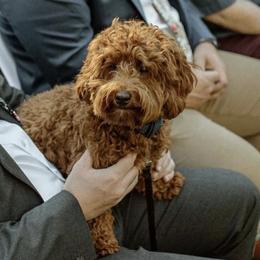 Marlo - Goldendoodle