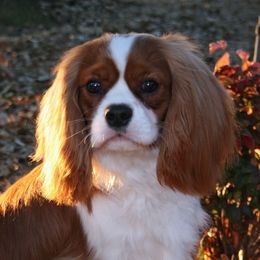 Cavalier King Charles Spaniels from Crownrose Cavaliers
