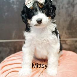 Mittsy - Tri-color female Bernedoodle puppy in Pasco, Washington from Camp Doodle Woods