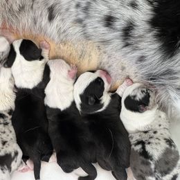 Cardigan Welsh Corgi and Pembroke Welsh Corgi Puppies from Rockin’ DA Corgis & Critter Transport LLC
