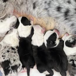 Cardigan Welsh Corgi and Pembroke Welsh Corgi Puppies from Rockin’ DA Corgis & Critter Transport LLC