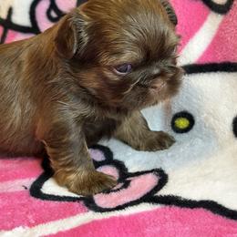 Akc Lux - Chocolate and tan female Shih Tzu puppy in Roseville, Michigan from Diamond Paws LLC