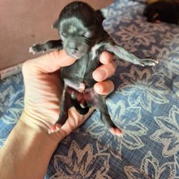 Soledad - Black female Chihuahua puppy in Haines City, Florida from Kassafina Kennel
