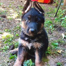Orange girl - Black and red female German Shepherd puppy in Stevenson, Washington from Sundance Shepherds